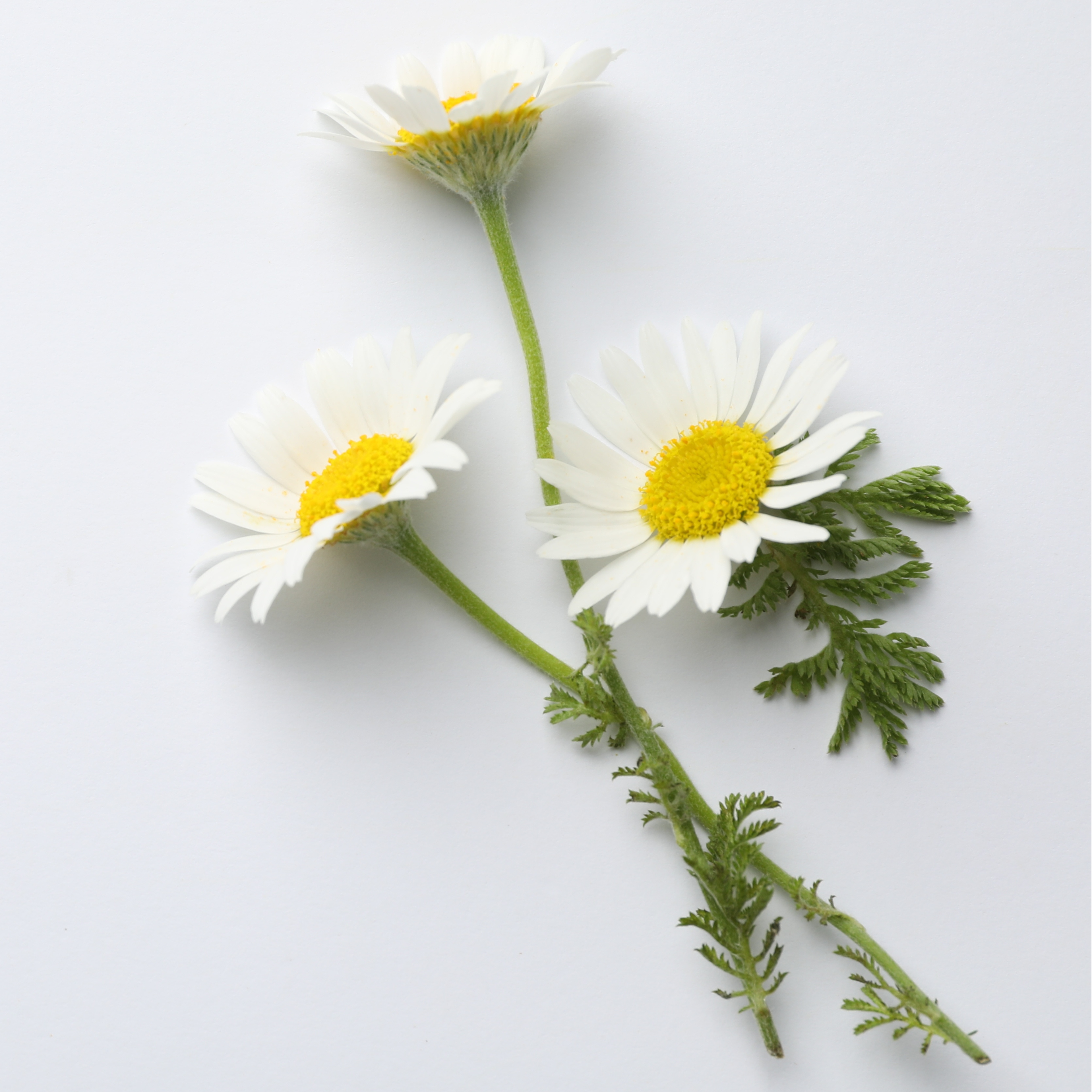 Alkā Tisane - Infusion aux plantes